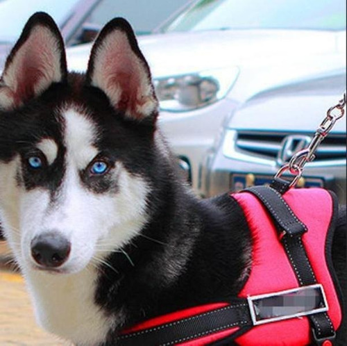 Pechera Para Perros Arnes Sports Dog Harness Set Rosado