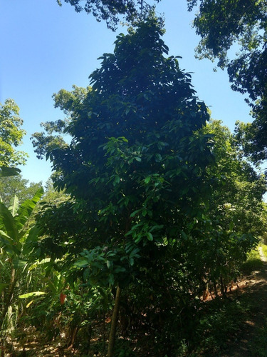Imagem 14 de 15 de Fazenda, Para Venda Em Ilhéus/ba - Fa01