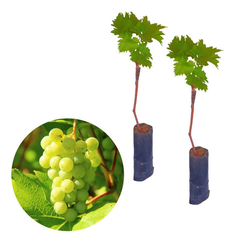 2 Mudas De Uva Thompson Enxertada Sem Caroço Rápida Produção