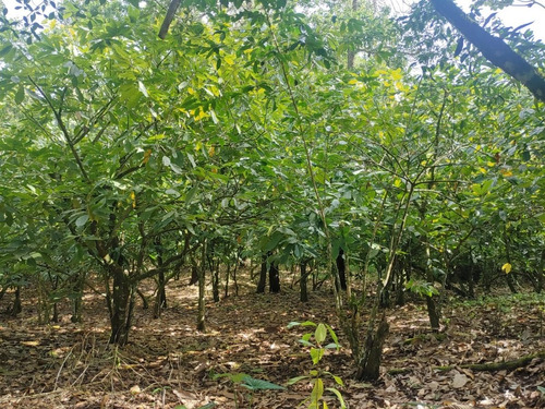 Se Venden 158 Tareas De Cacaos Ubicado En La Malena S.f.m