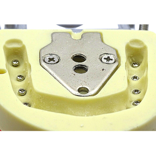 Tipodonto Adulto 32 Dientes A8012 Tipo Nissin Dt