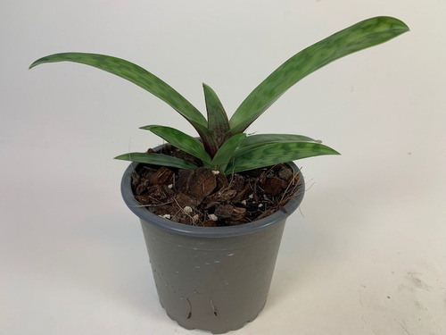 Paquete De Plantas
