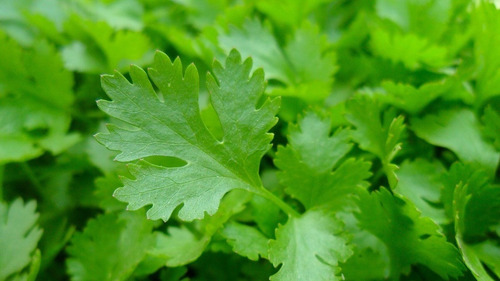 Semillas Perejil Liso Común X Sobre Aromática Huerta En Casa