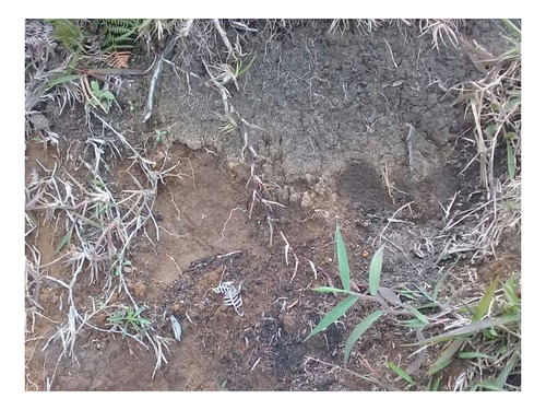 Imagen 2 de 11 de Finca De 32 Hectareas Con Aguacate Hass En Abejorral