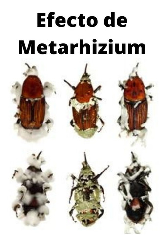 Imagen 2 de 4 de Insecticida Biológico Metarhizium Anisopliae Meta Tron 12 Gr