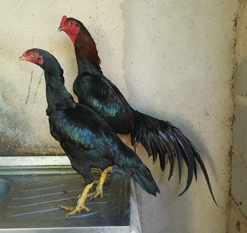 Ovos Galados De Galo Raca Tailandes Negro Puro