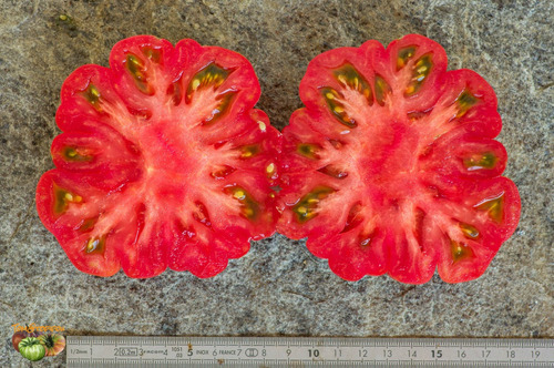 Imagem 6 de 7 de 20 Sementes De Tomate Italiano Costuloto Genovese Raro!!!
