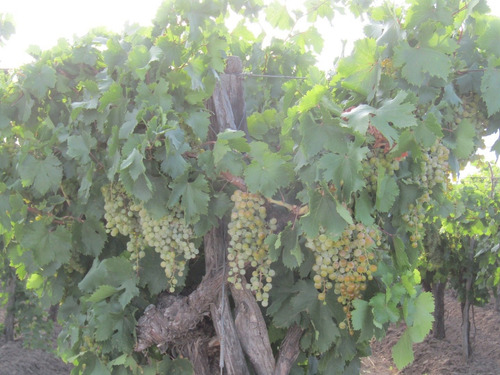 Vendo Finca Productiva Ruta 143 San Rafael Mendoza