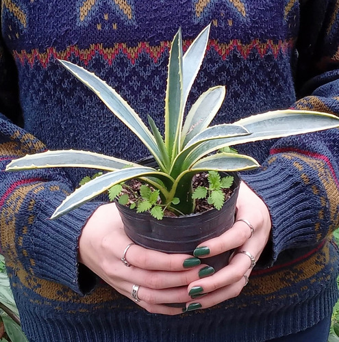 Cactus Y Suculentas - Agave Americana Marginata