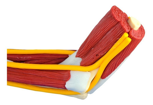 Braço Com Ossos Músculos Ligamentos E Nervos Anatomic TGD-0330-B