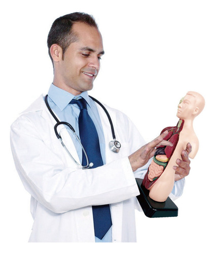 Modelo Corporal Do Torso Humano, Anatomia Anatômica Interna