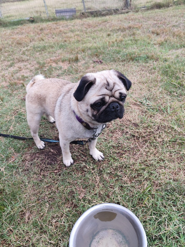 Pug Macho 3 Años Pedigree 