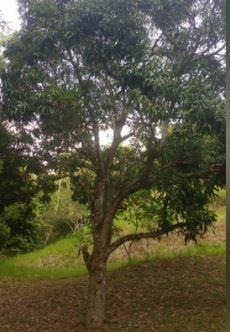 Imagem 10 de 10 de Terreno À Venda, 750 M² - Itaipu - Niterói/rj - Te0129