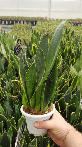 Imagen 2 de 4 de Sansevieria Black Gold X 3 Fotos Reales