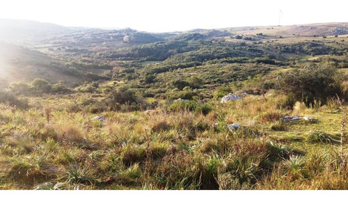 Imagen 15 de 30 de Campo 142 Hectareas Ganadero Forestal Lavalleja