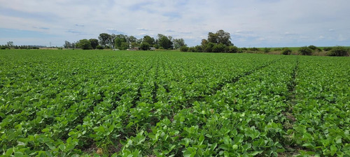Imagen 2 de 2 de Campo - Costa Del Uruguay