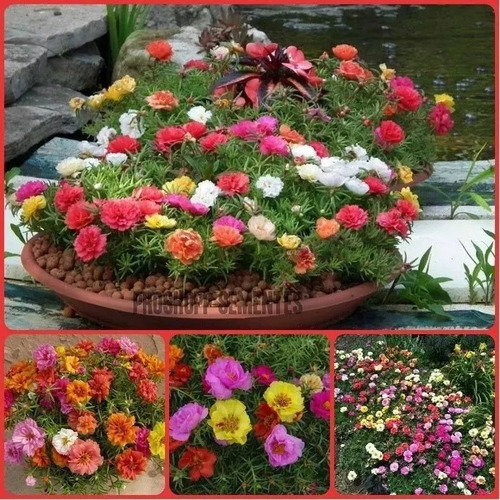 2000 Sementes Da Flor Onze Horas Dobradas E Triplas Sortidas