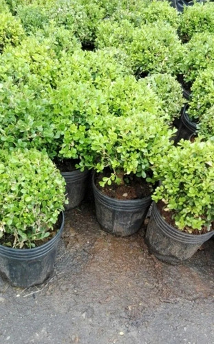 Planta Topiaria Buxus Bocha