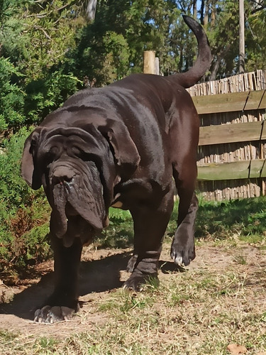 Cachorros De Mastín Napolitano