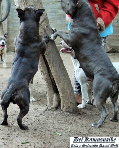 Staffordshire Bull Terrier Perro Niñera