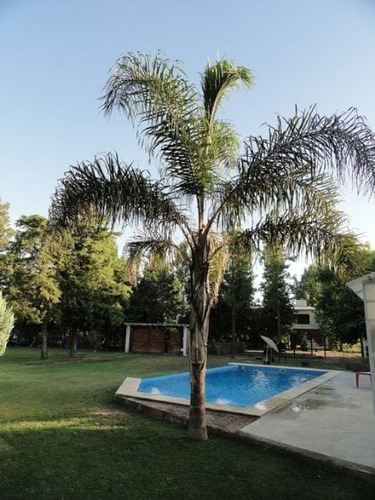 Semillas De Palmera Pindo