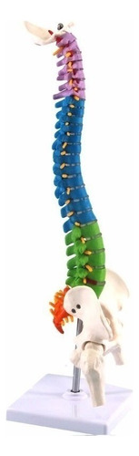 Modelo De Anatomía De La Columna Vertebral Humana