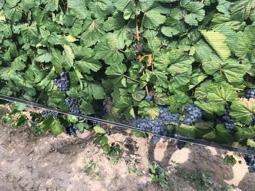 Imagen 3 de 5 de Finca En Venta, El Borbollon, Mendoza.