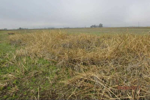 Imagen 6 de 9 de Campo En Venta En Chacabuco