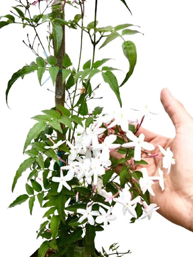Jazmin Polyanthum  Planta Enredadera Trepadora Chino Perfume