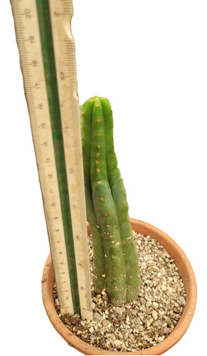Cactus Trichocereus Pachanoi. 15cm Ideal Para Injertos