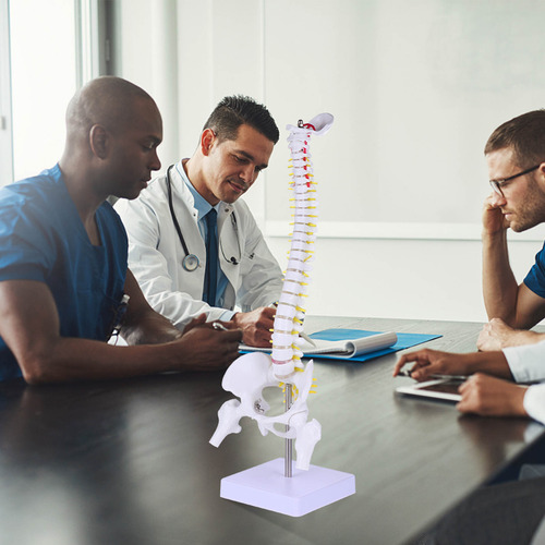 Training Spine Model Para Todo El Cuerpo