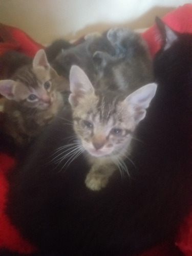 Gatitos Bebes Atigrados