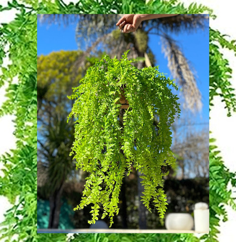 Planta Colgante Jardín Vertical Deco