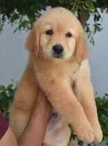 Comprar Cachorros Golden Retriever Pedigree Int. Aekc En Oferta!