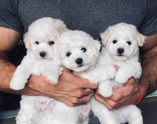 Cachorros Bichon Frise Con Cartilla.