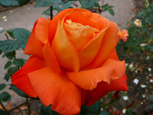 Rosa Laranja Orange -- Sementes Flor Para Mudas