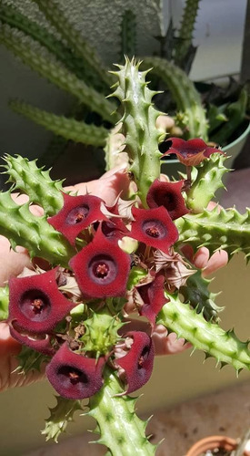 Cactus , Suculenta Huernia Dragón Rojo
