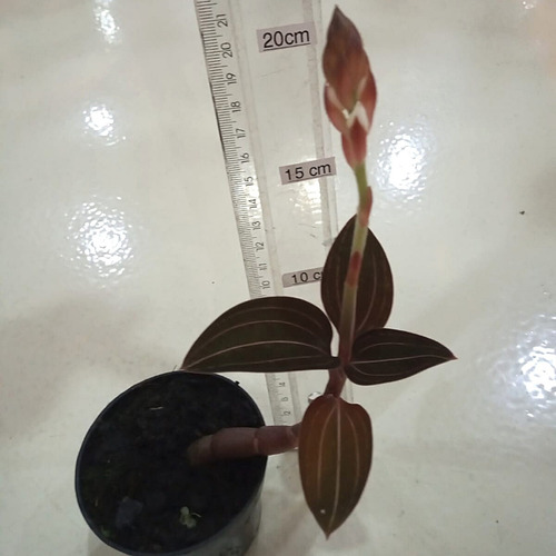 Orquídea Ludisia Discolor (muda Sem Flor) | Parcelamento sem juros