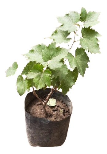 Arbol Uva Enano Para Maceta Envio Dhl