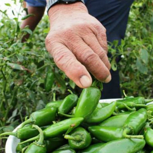 Imagem 6 de 10 de Sementes De Pimenta Jalapenho Mexicana Para Vaso Ou Hortas