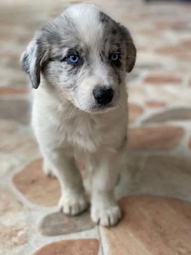 Border Collie Varios Tipos Y Colores