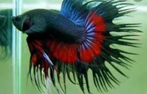 Comprar 2 Peixes Betta Fêmea E 1 Macho Selecionados, Entregas Rj
