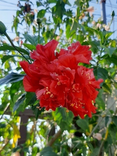 Imagen 1 de 1 de Planta De Tulipán Hibisco Rosa De China