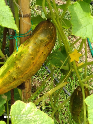 Sobre Semilla Pepino Rojo Labrado