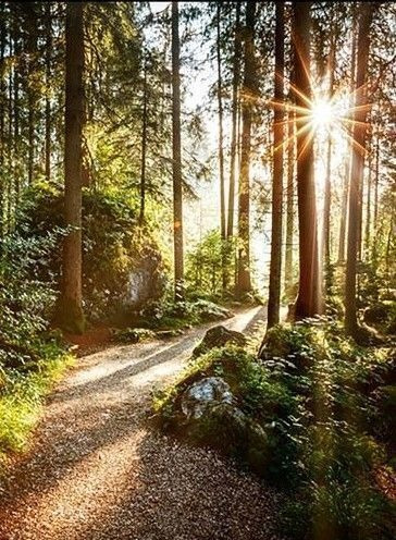 Imagen 28 de 30 de Venta Vista Hermosa El Bosque Residencial Piso 1 $9313,093