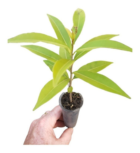 Mudas De Canela Imbuia Kit Com 10 Mudas