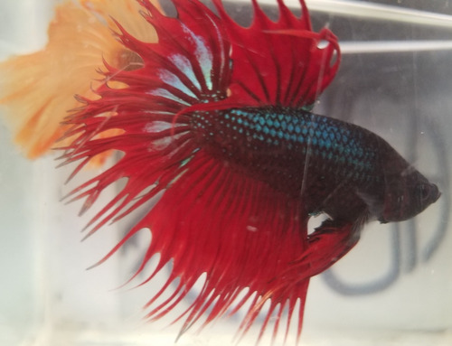 Pez Betta (piura) Efrafish