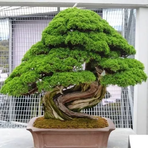 Imagem 1 de 10 de 50 Sementes Cryptomeria Japonica Bonsai Cedro Árvore P/ Muda