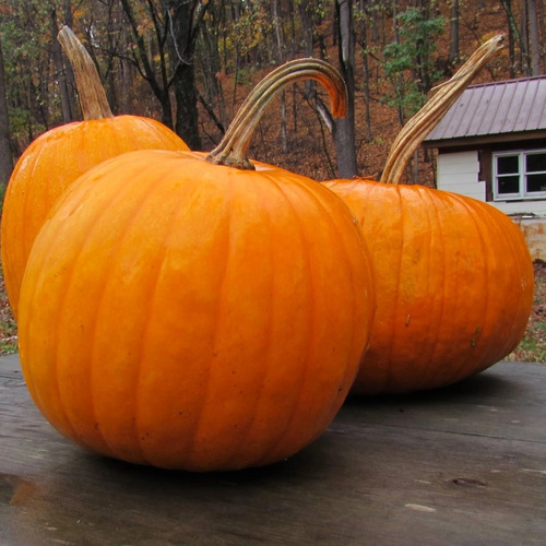 10 Semillas Calabaza Connecticut Field Hallowen Importadas 