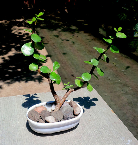 Mini Maceta Bonsai Suculenta Portucalaria